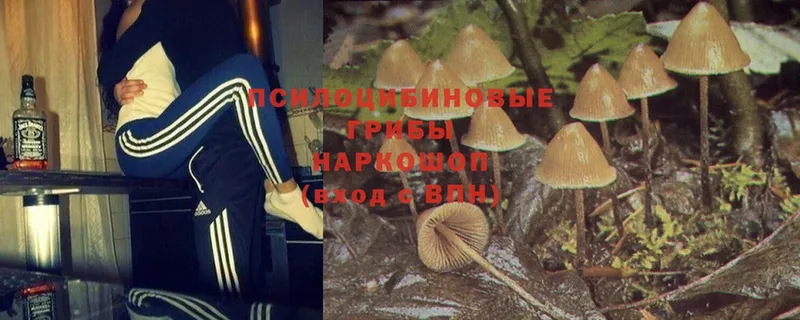 Галлюциногенные грибы Magic Shrooms  Тосно 